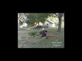 planting