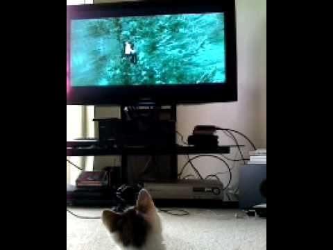 Robert Pattinson And Kristen Stewart Cute. lol! cute kitten watching