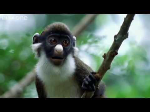 ANIMAL CRACKERS (The Best of BBC One's Walk On The Wild Side) [Shamrock Edit] (HQ)