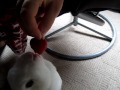 lonely dog lonely rabbit #2 don't mess with me or i will eat you like i ate that strawberry