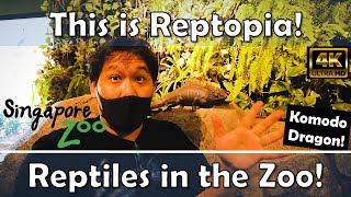 This Is Reptopia - Reptiles In The Zoo - The Komodo Dragon