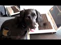 florida dog trainer