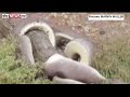 Pitón se come un cocodrilo tras cuatro horas de lucha