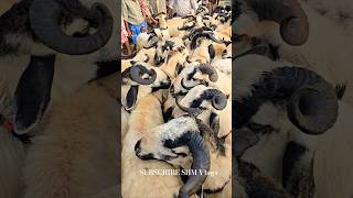 Biggest Bakras Heavy Size Nellore Judipi Sheep-Bakrid 2025