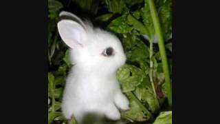 Laurie 39 S Song Aaron Copland Kate Gingras Laurie 39 S Song Aaron Copland Kate Gingras