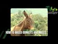 How to Breed DONKEYS and MULES