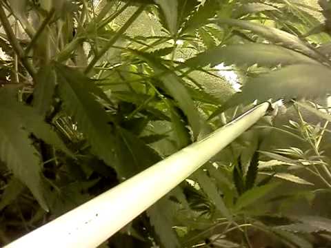 First DWC marijuana grow 2nd update'][0].replace('