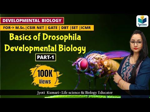 DEVELOPMENTAL BIOLOGY OF DROSOPHILA (PART-1) || CSIR NET LIFESCIENCE || IMPORTANT