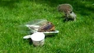 AGGRESSIVE NERVOUS SQUIRREL on nick green AGGRESSIVE NERVOUS SQUIRREL on nick green