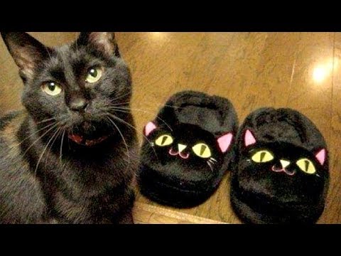 FUNNY CATS will put you in INSTANT GOOD MOOD - Funny CAT compilation