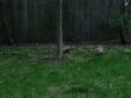 fox family 5 babies fox family 5 babies