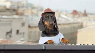 Dog Plays Keyboard Meme Template | Synthesizer Dog