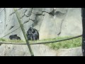 Bonobos at the San Diego Zoo (short version)