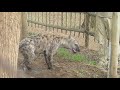 Happy Hyena