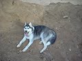 SIBERIAN HUSKY wolf tumbado en la arena