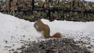 Nervous Squirrel Nervous Squirrel