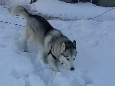 siberian husky puppies in snow. Siberian Husky Playing In Snow