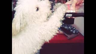 Coco Toma Coca1