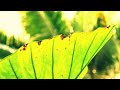 Blackmill - Embracing Solitude   ( Music Video HD )