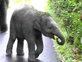 Night Safari: Meet Nila Utama the Baby Asian Elephant