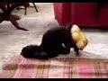 Cane eccitato