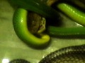 Kingcobra Makan Ular Ijo Bakau images Kingcobra Makan Ular Ijo Bakau