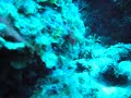 GUE members document first Lion Fish in Bonaire