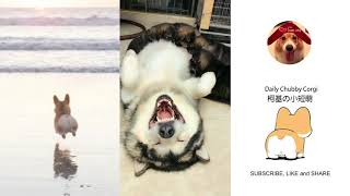 Funny Daily Chubby Corgi Dogs Cute Puppies 2019 Compilation 猫狗蠢萌合集 EP24