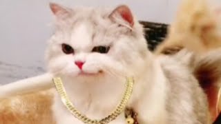 Funny And Cute Puppies Compilation - Cutest Cats Dogs Panda Animals