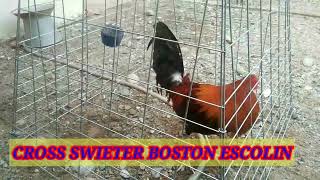 Ayam Cross Swieter Boston Escolin