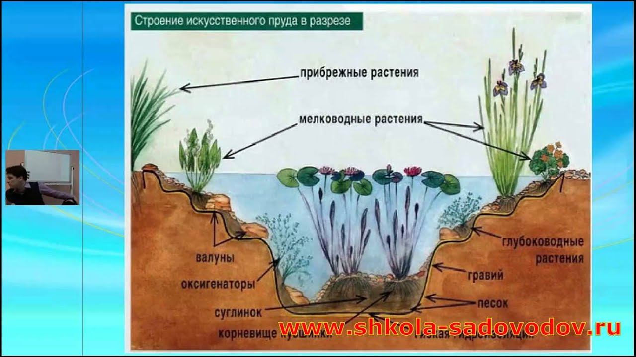 Схема посадки растений в пруду Схема посадки растений в пруду