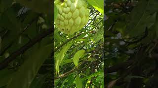 So Beautiful Fruit