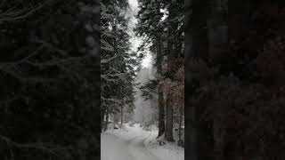 Huzur Veren Kar Yağışı  -  Calming Snowfall #shorts