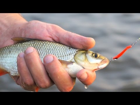 приманки на язя видео приманки на язя видео