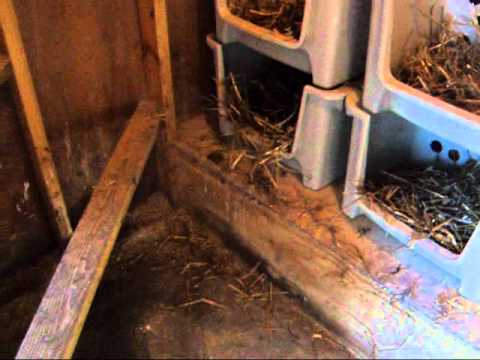 Plastic Chicken Nest Box - YouTube Simple Chicken Nesting Boxes! - YouTube
