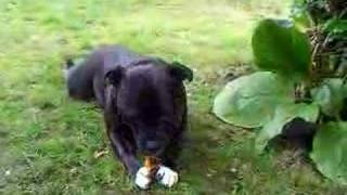 Staffy Bull Terrier Chewing A Human Bone