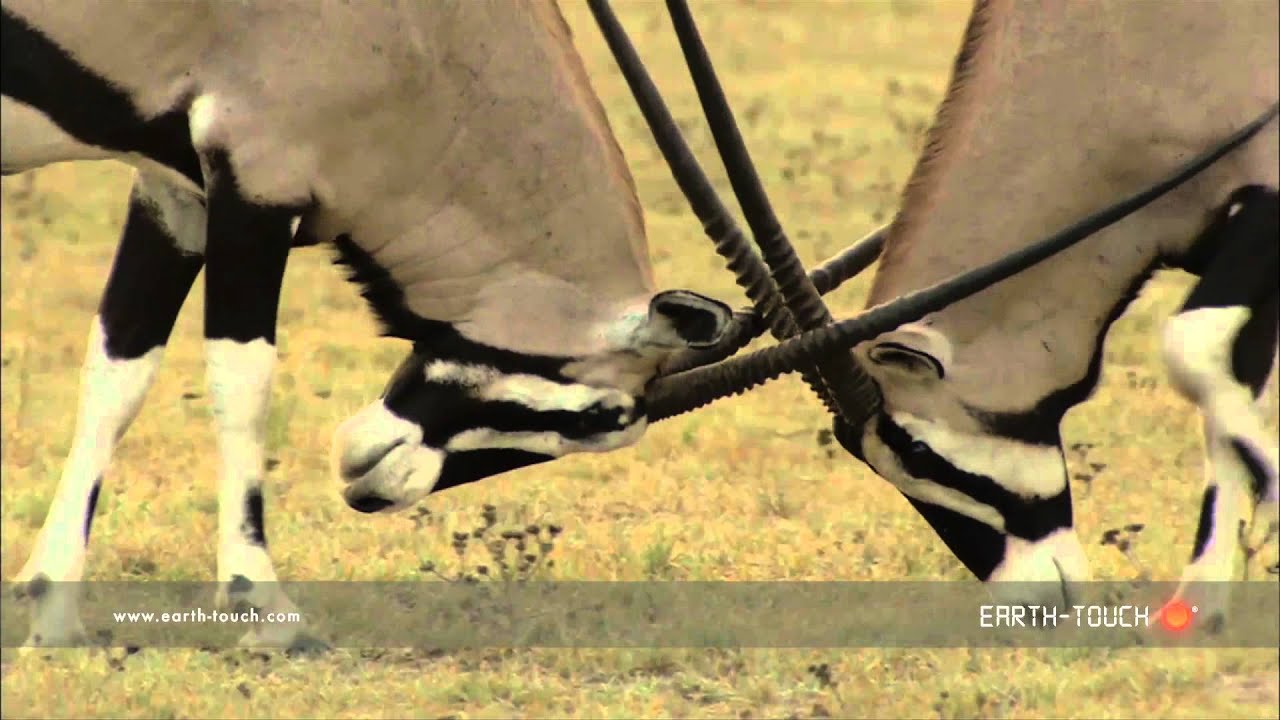 What Does Locking Horns Mean at Richard Nation blog