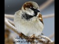 أنشودة ي ـآطير