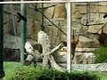 Orangutang in the Berlin Zoological Garden
