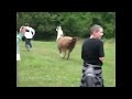 Compilation of FUNNY Animal Attack Videos