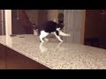 Compilation of FUNNY Animal Attack Videos