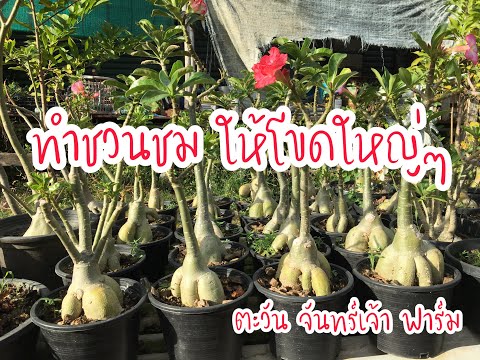 ทำชวนชม ให้โขดใหญ่ๆ