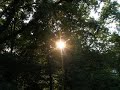 The Suede Chain - "Hold Me In The Trees"