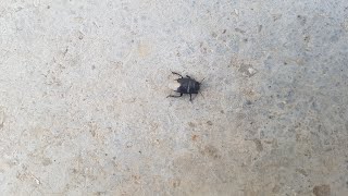 I Think I Bullied The Stink Bug