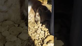 Bertie under a sand pit