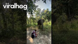 Elephant Gently Startled By Dog || Viralhog