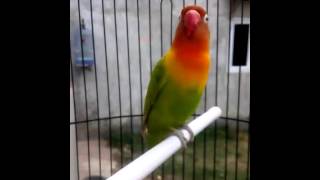 Lovebird ngekek unik paud balibu
