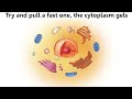 Cell