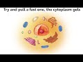 Cell