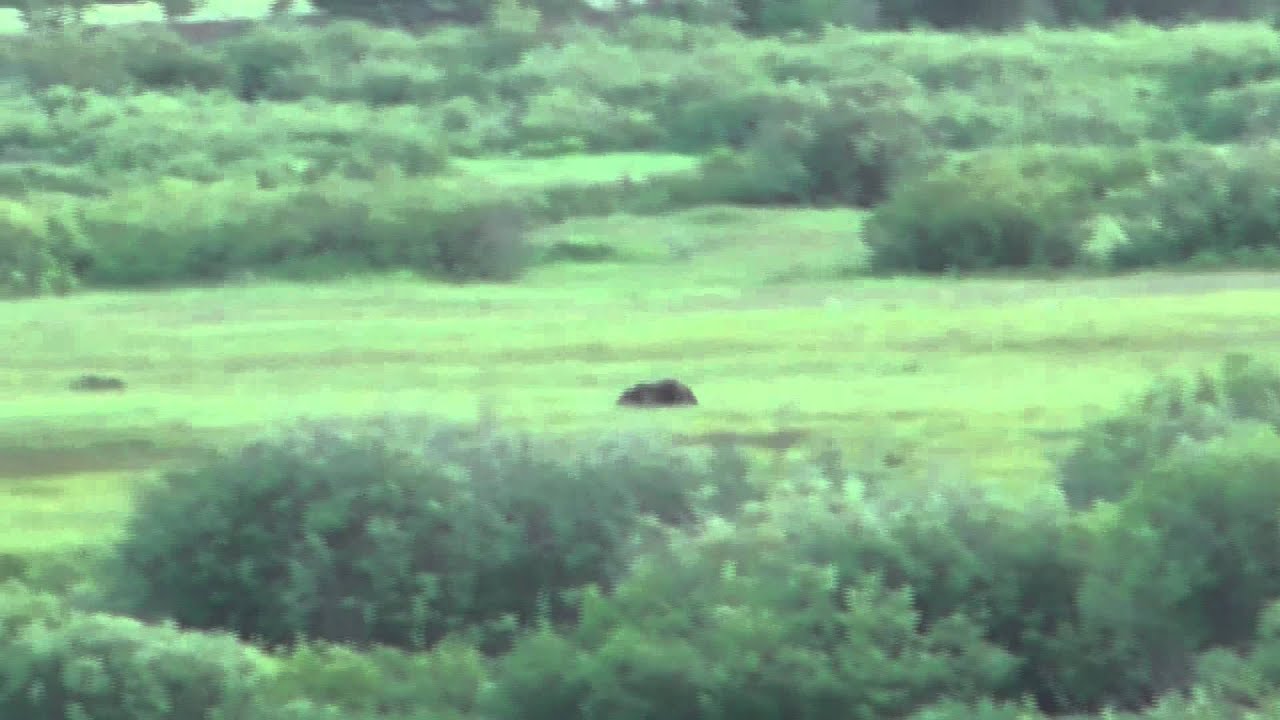 How Fast Can a Grizzly Bear Run? - YouTube